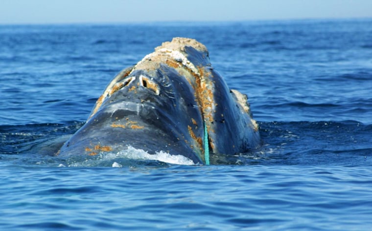 Atlantic right whales like this one are thought to number just 300 or so.