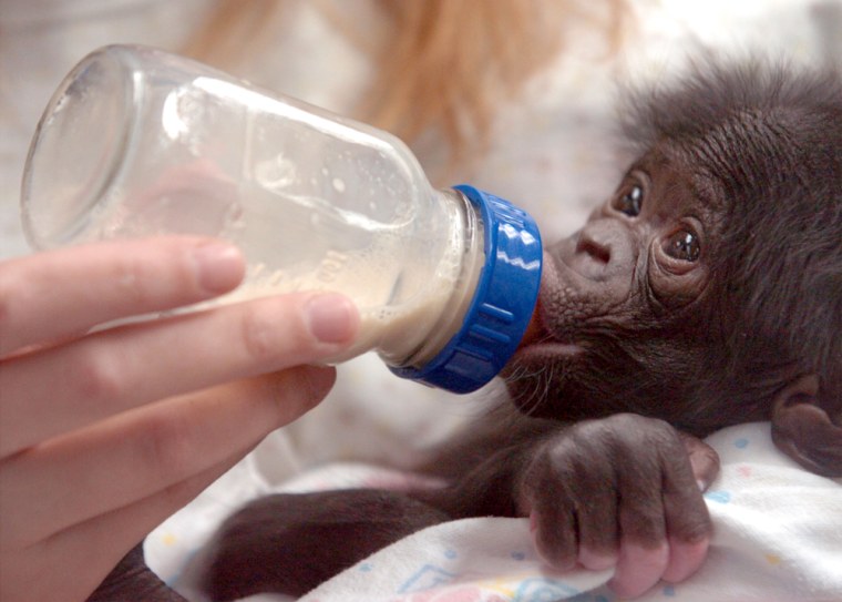 Cincinnati Zoo Shows Off Infant Pigmy Chimpanzee