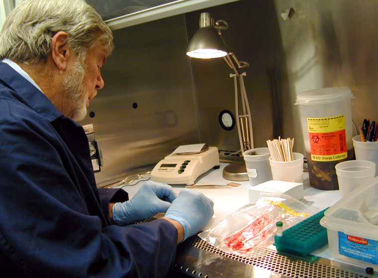Dr. Charles Hibler, former director of the Wildlife Disease Research Center at Colorado State University, prepares animal brain samples for testing at the state's Veterinary Diagnostic Lab.
