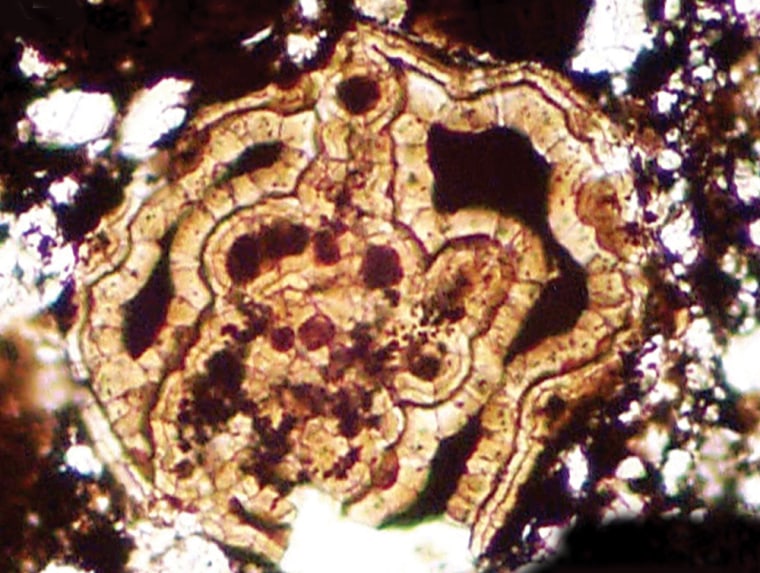 This photomicrograph shows a cross-section of the newly discovered animal fossil from 580 million-year-old to 600 million-year-old rocks in south China. The creature would have been barely visible to the naked eye.