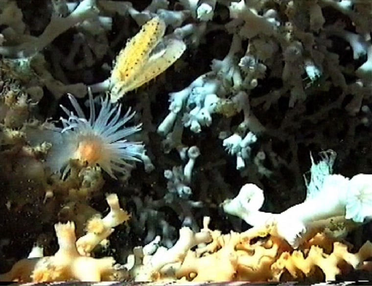 Cold water coral reefs like this one are habitat for sealife, such as the swimming clam and an anemone seen below it.