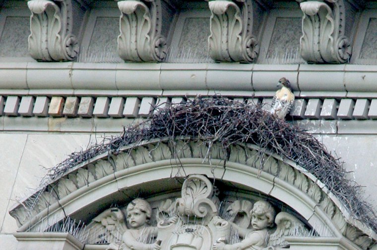 One of three fledglings in the latest brood fathered by the red-tailed hawk named Pale Male sits upright in its 12th-floor nest on the facade of a Fifth Avenue building overlooking New York's Central Park. The chick is expected to take its first flight soon, following in the path of its siblings.