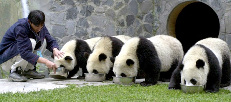 CHINESE WORKER FEEDS GIANT PANDAS AT WOLONG GIANT PANDA RESEARCH CENTREbIN SICHUAN