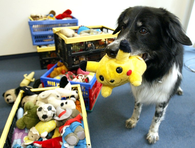 CLEVER BORDER COLLIE RICO FETCHES A POKEMON TOY IN BERLIN