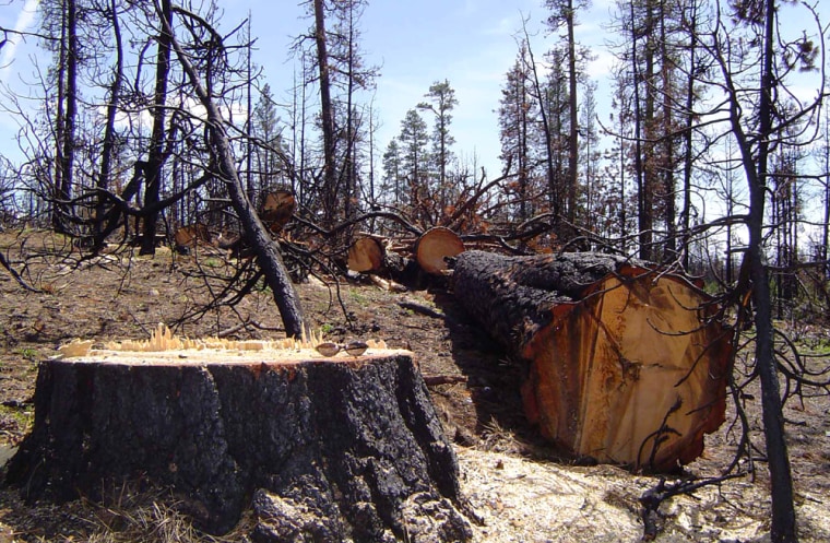 The Sierra Club says this is an example of the Forest Service allowing logging of older trees killed by fire and leaving younger, thinner ones standing when those should be thinned instead. Timber interests counter that removing some dead but still commercially valuable trees means fewer healthy trees will need to be cut elsewhere to meet demand.