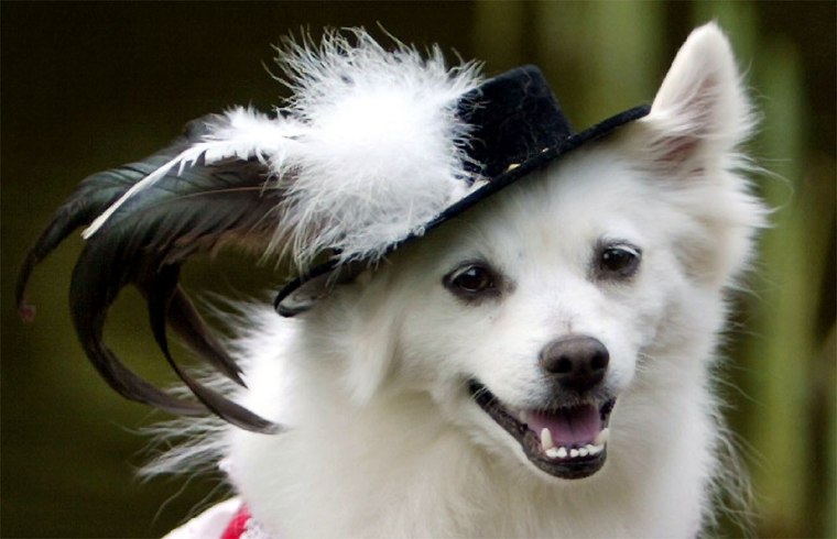 SPITZERICH THE DOG WEARS TRADITIONAL BAVARIAN HAT IN SOUTHERN GERMAN TOWN OF HAILING
