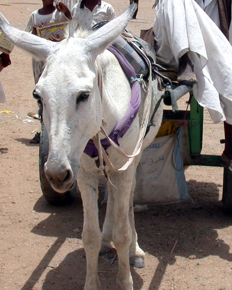 The donkey has been used for the transportation of people, possessions, and produce in many cultures. 