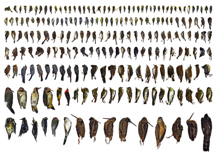 A composite image of multiple photographs 206 birds killed when they collided with buildings in various Manhattan locations during last year's spring and fall migration.