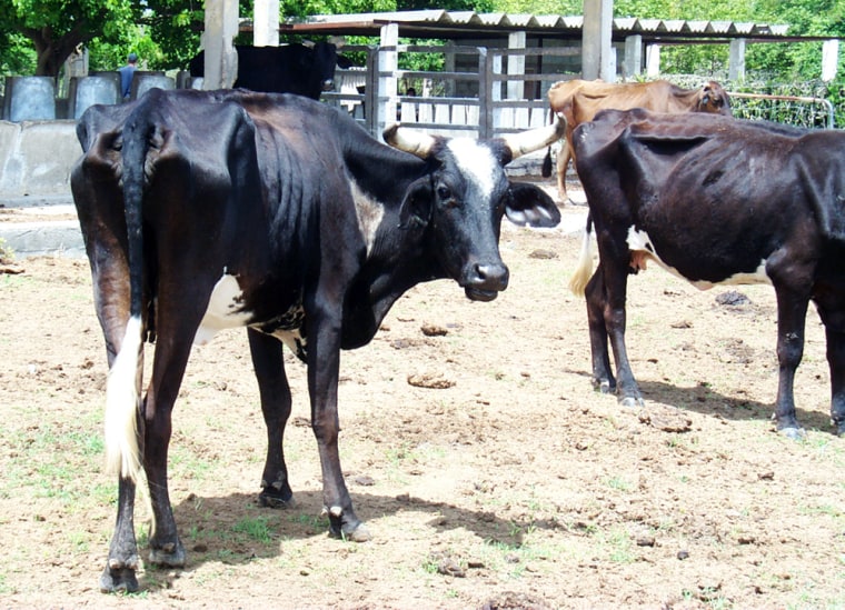Starving cow in the Holguin region of Cuba. Up to 90 head of cattle are dying a day as a result of the crippling drought.
