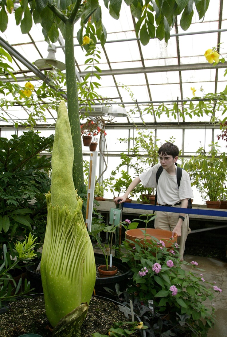 Corpse Flower Uconn