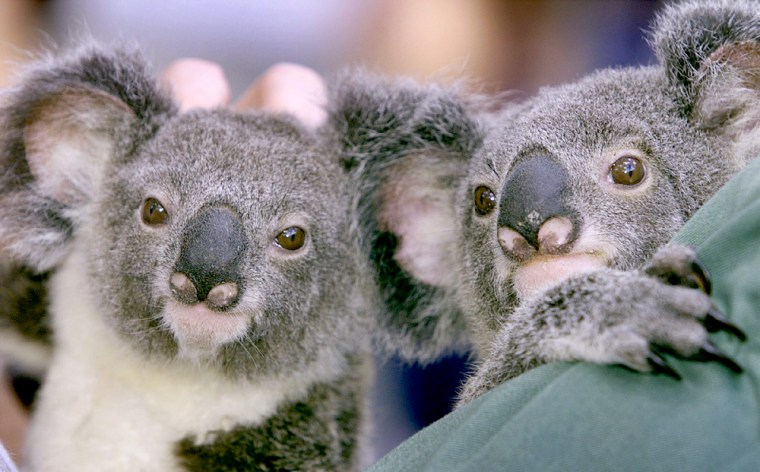 FILE PHOTO OF TWIN KOALA BABIES IS SHOWN TO THE PUBLIC IN BRISBANE