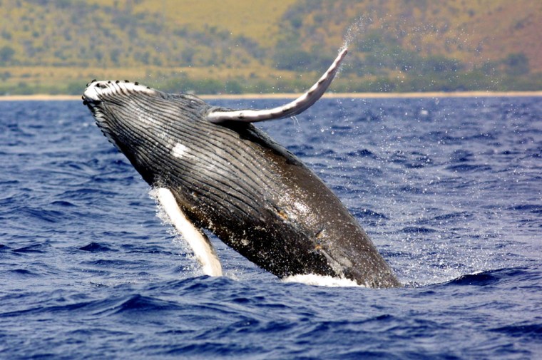JUMPING WHALE