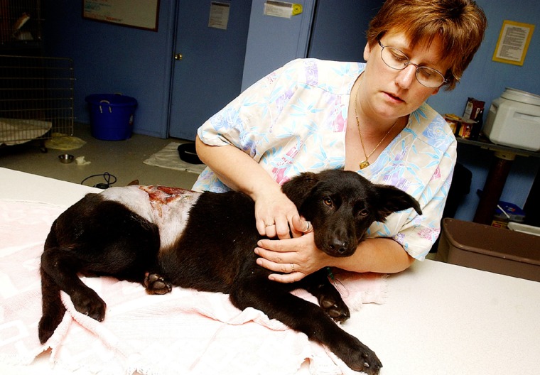 Veterinarian Connie Wright holds a female puppy recovering Wednesday from firecracker burns in Tulsa, Okla. 