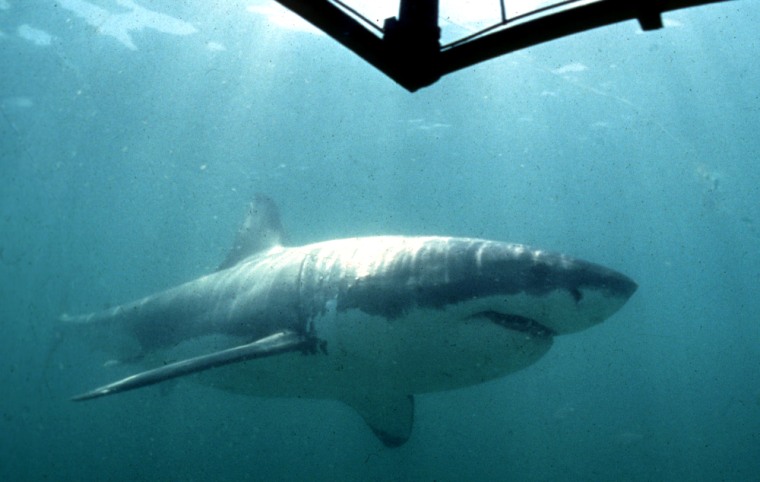 A GREAT WHITE SHARK EXAMINES A DIVING CAGE OF THE SOUTHERN CAPE COAST