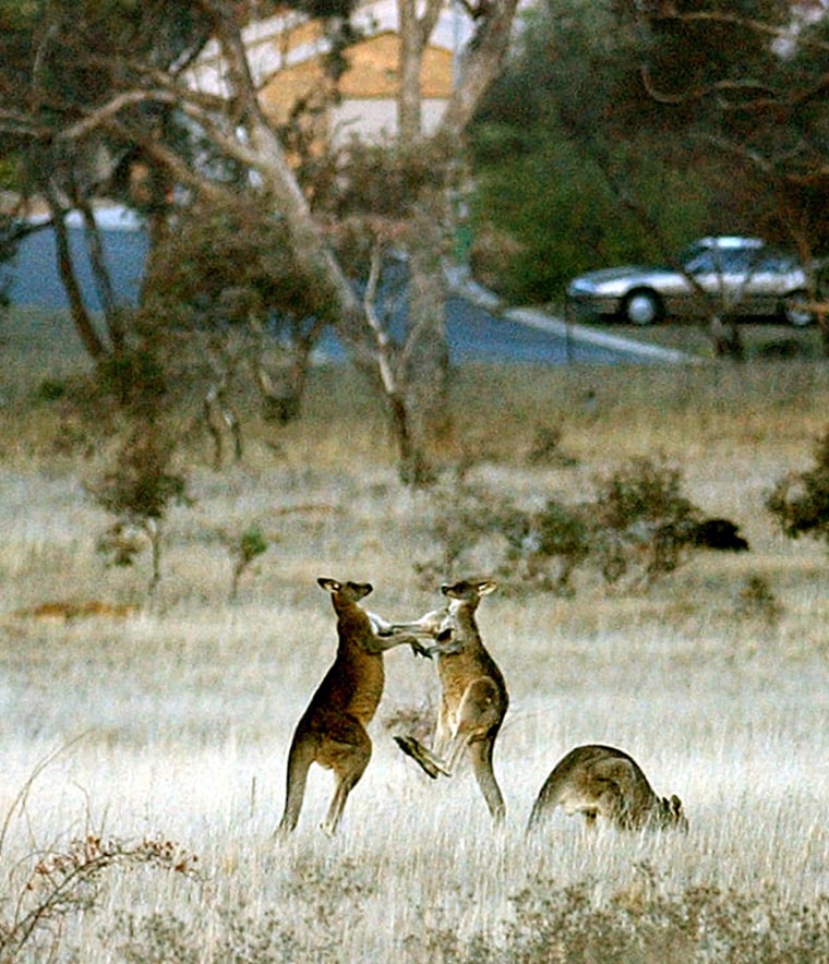 KANGAROOS FIGHT NEAR RESIDENTIAL AREA IN CANBERRA