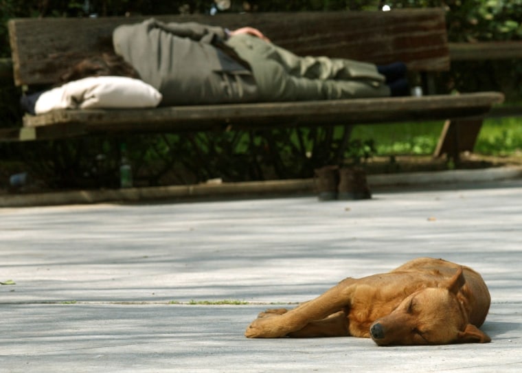 A stray dog sleeps in central Athens. The RSPCA is very concerned about a lack of municipal trained staff in Athens to round up dogs humanely.   