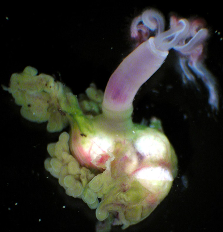 This female worm, from the newly designated species Osedax frankpressi, has been dissected in the whale bone. The green tissue is where bacteria are found, and part of it has been torn, exposing the white ovary. A reddish "palp" captures oxygen for the worms and the bacteria.