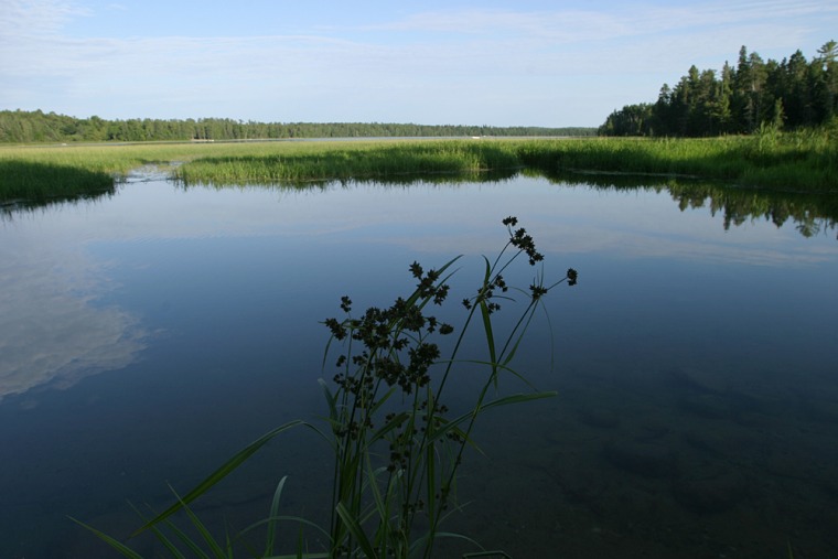 Wild rice can be seen growing in the water's edge at Lake Itasca, Minnesota.  Wild rice was a staple of the native American diet, and is still harvested by locals.