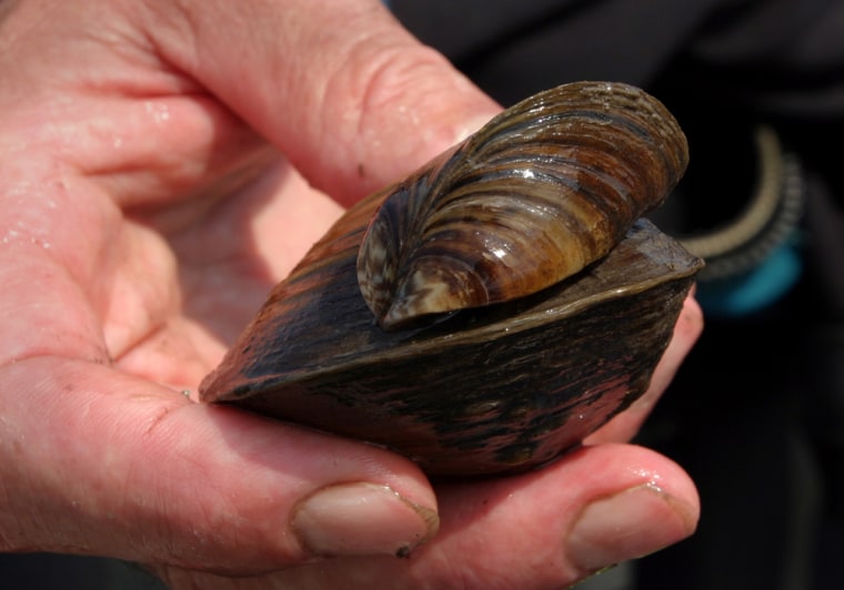 Zebra mussels like this one, a species not native to the Great Lakes area, are causing expensive damage to the ecosystem.