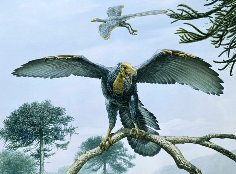 An artist's conception shows Archaeopteryx, a creature that had the wings of a bird but the tail and teeth of a dinosaur.