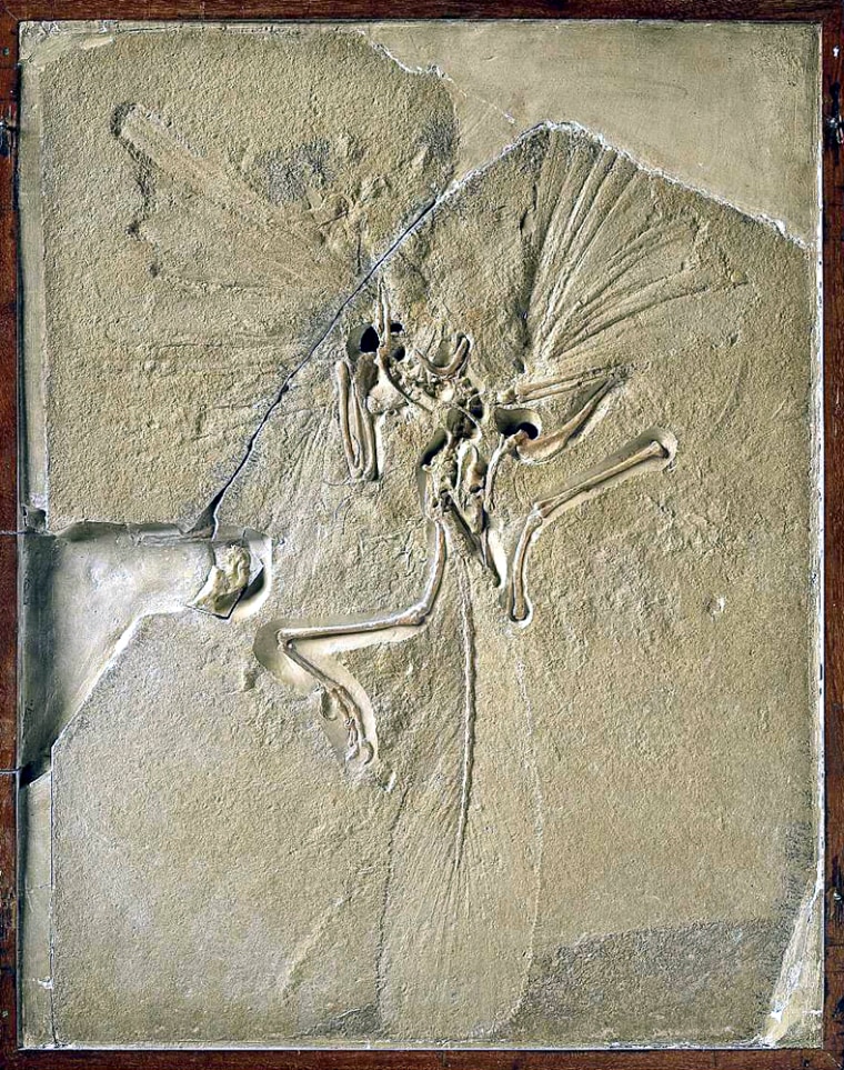 Image of Archaeopteryx fossil owned by The Natural History Museum.