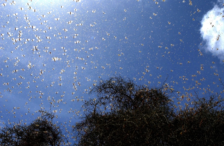 Desert locusts fill the sky above farmland near Kaedi, Mauritania.