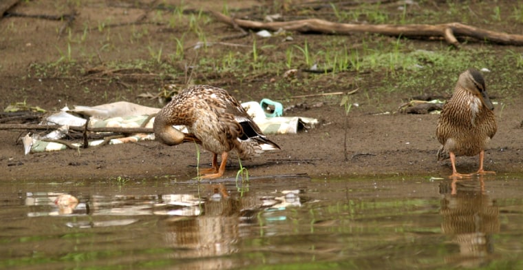 Mallard ducks preen their feather on the garbage-strewn shore of the Mississippi River near Debuque, Iowa.
