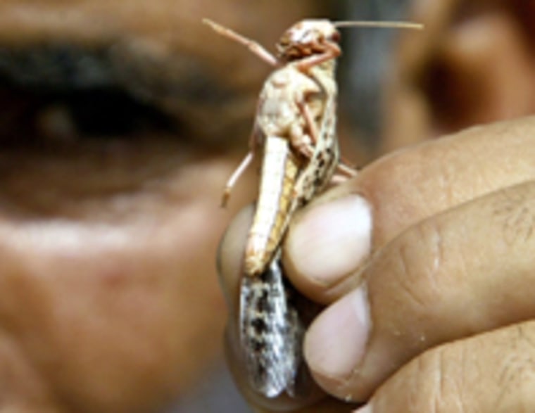 A resident of Laghouat holds a locust as crops are ravaged across North and West Africa