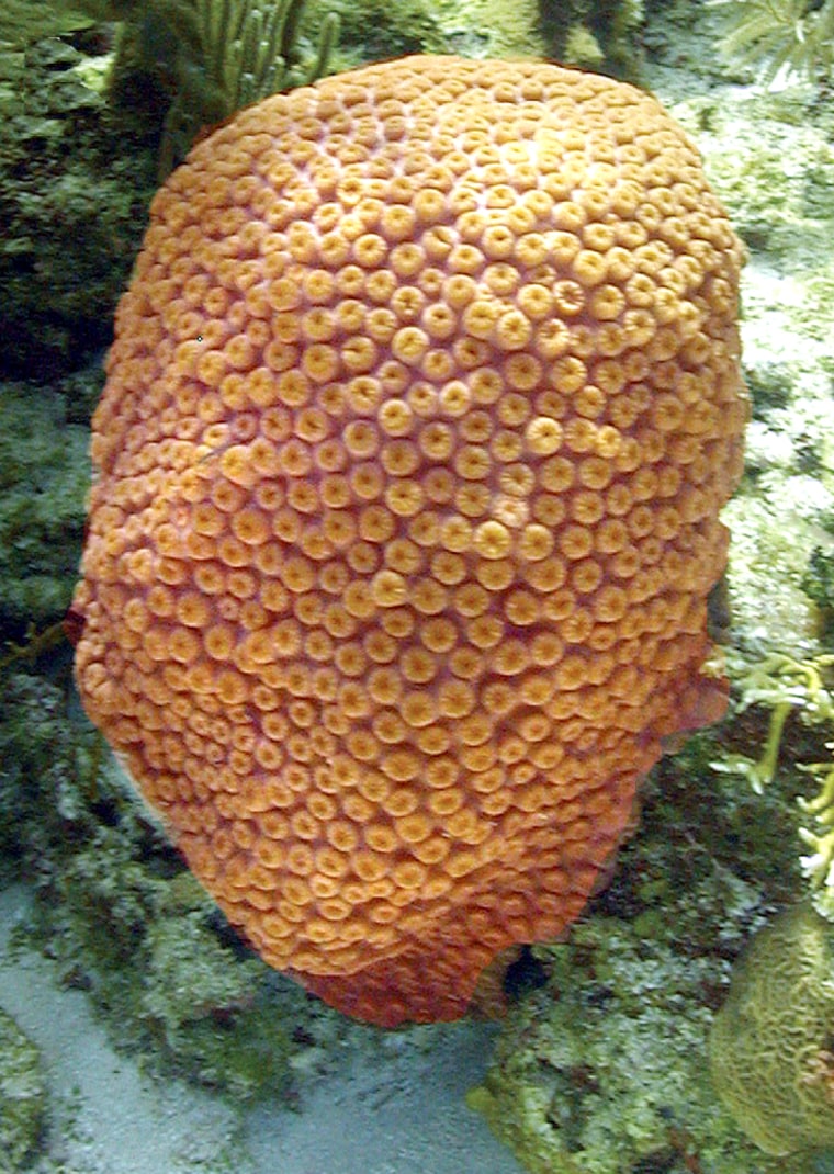 In an underwater photograph, the Caribbean Great Star coral exhibits orange daytime fluorescence. This coral colony is approximately 2 feet (60 centimeters) high. 