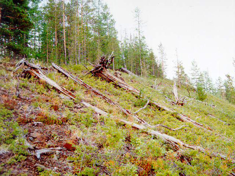 Almost a century after the 1908 Tunguska explosion, flattened trees still cover the Siberian landscape. Click on the picture to learn more from the Tunguska Page of Bologna University.