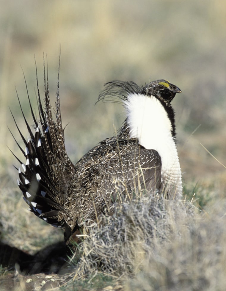 Sage grouse like this one have become the focus of controversy in Wyoming, where the governor wants to make sure protections are in place before federal energy leases are given out.