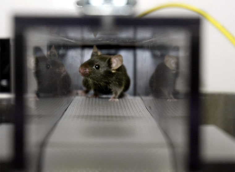 A genetically engineered mouse runs on a treadmill Monday at the Salk Institute for Biological Studies in San Diego, Calif.