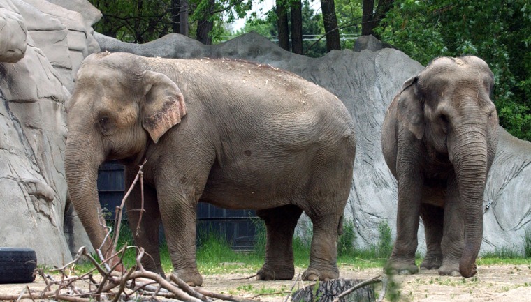DETROIT ZOO TO GIVE UP ELEPHANTS ON ETHICAL GROUNDS