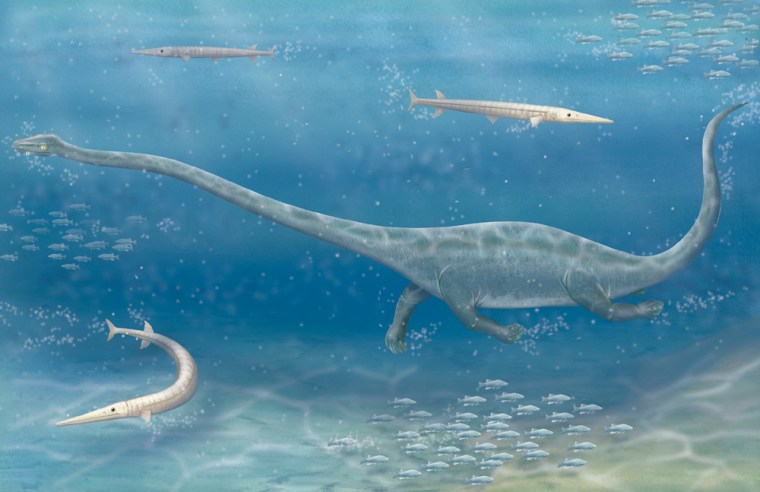 An artist's rendition shows Dinocephalosaurus orientalis, a long-necked sea reptile that probably preyed on fish and squid in a shallow sea in present-day southeast China more than 230 million years ago. The tail and soft tissues shown here, including the muscles, are a matter of conjecture.