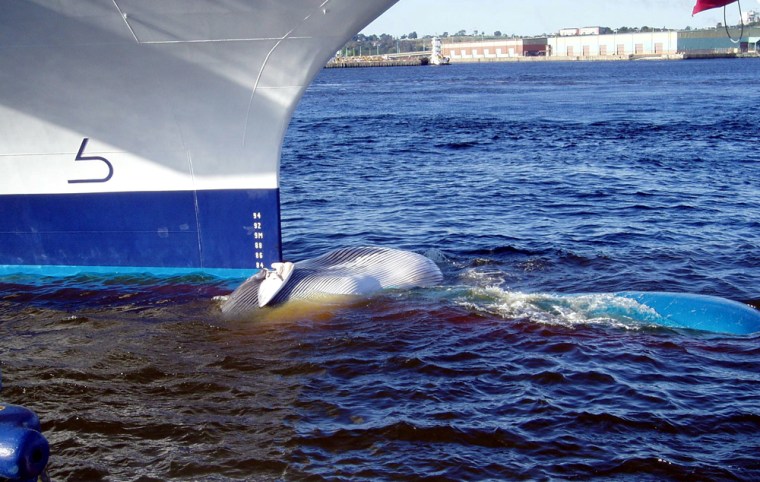 It was not known if the whale was alive when it was struck. The coast guard towed the dead whale out to sea on Sunday.