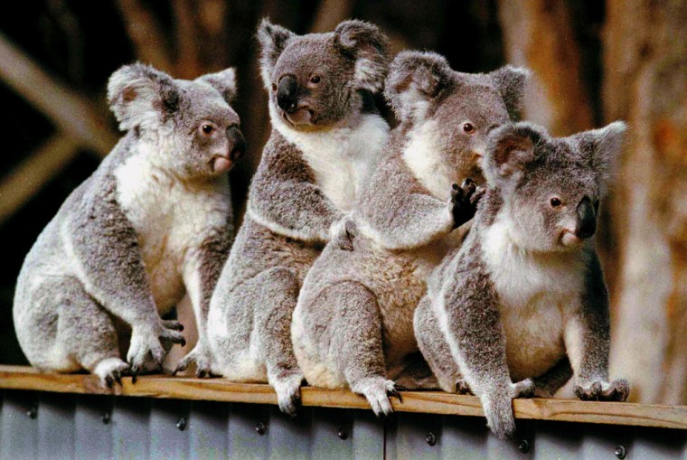 What is a Group of Koalas Called  