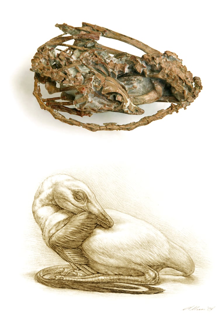 The top image shows the dinosaur fossil, curled into the position in which it was found. The bottom image is an artist's conception showing what the dinosaur might have looked like in life.