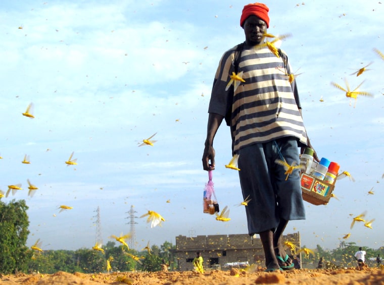 A Senegalese man walks as locusts spread in capital Dakar