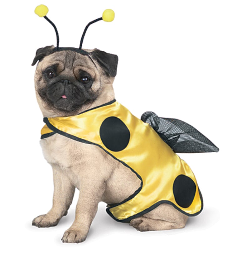This 'Gettin' Buggy' costume, available from Petco, is one of many outfits for pets that are flying off store shelves.