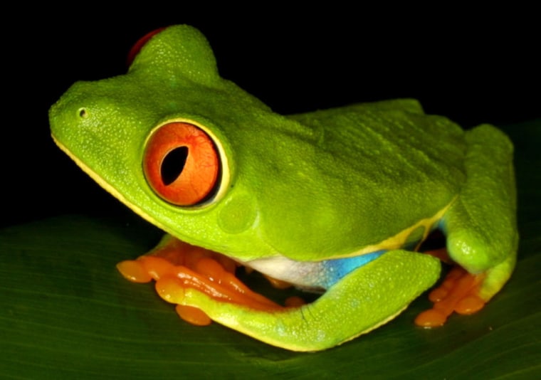A redeye tree frog is seen in this June 2001 photo taken at the LaPaz Waterfall Gardens un Costa Rica. 