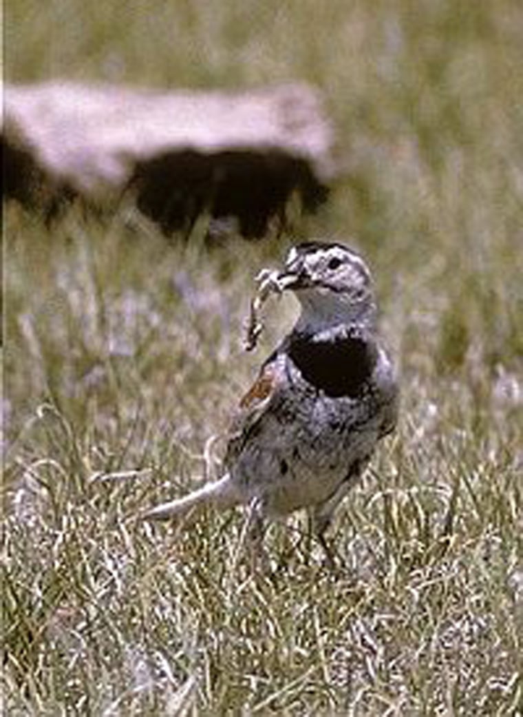 McCown's Longspur is among scores of bird species on Audubon Society watch lists.