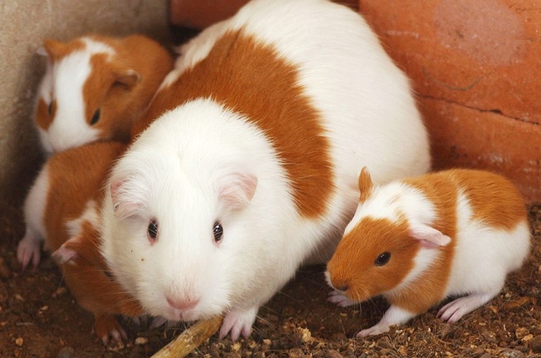 A super guinea pig with her litter looks on at Agrarian University in Lima, Peru on Friday, Oct. 15, 2004. After 34 years of patient tinkering, researchers at Peru's most prestigious agrarian university have bred a new culinary export they hope will scamper onto dinner plates throughout America and the world: the super guinea pig. (AP Photo/Martin Mejia)