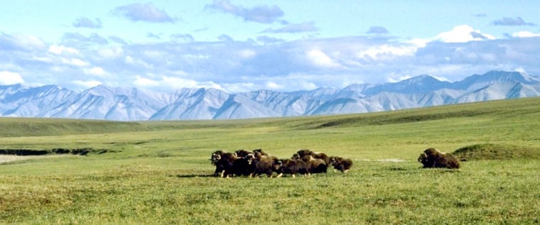 Musk ox graze in Area 1002 of the Arctic National Wildlife Refuge in Alaska. President Bush and Sen. John Kerry have clashed over whether oil drilling should be allowed there.