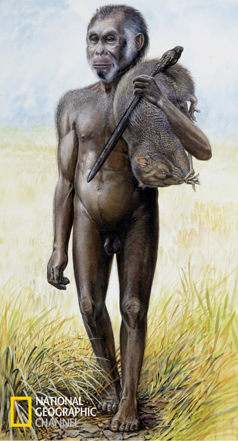 An aritist's rendering of Homo floresiensis,  is seen in this image released Wednesday Oct. 27, 2004. Details of the discovery by  scientists working on a remote Indonesian island, who say they have uncovered the bones of a human dwarf species marooned for eons, are to appear in the Thursday Oct 28, 2004 edition of the journal Nature. ( AP Photo/National Geographic, Peter Schouten )  **  NO SALES **