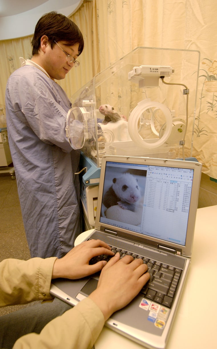 Researcher Wei Ming cares for a panda cub in a nursery at the remote Wolong Nature Reserve in China, as a colleague records data on a wireless laptop computer.