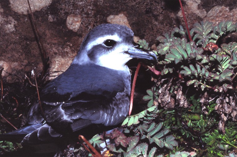 An Antarctic prion, , from the sub-Antarctic island Ile Verte in the gulf of Morbihan, Kerguelen Archipelago.