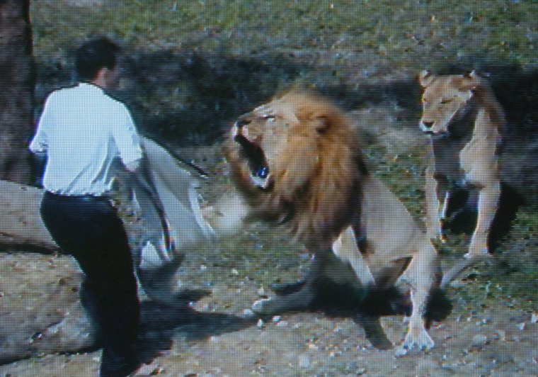 Man tries to convert lions to Jesus, gets bitten