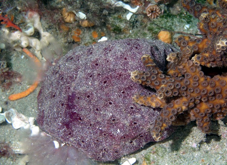 A starfish sits on a newly-discovered type of tunicate, purple mass at center, in this photo taken in the summer of 2004 in Gray's Reef National Marine Sanctuary.