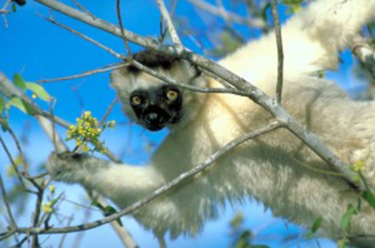 Verreaux's sifaka lemur (Propithecus verreauxi) is endemic to Madagascar and is assessed as Vulnerable. This lemur's deciduous forest habitat is being cleared for timber, firewood and charcoal production, resulting in a fragmented habitat that is also at risk from fires. The species is also hunted in some areas of the island.