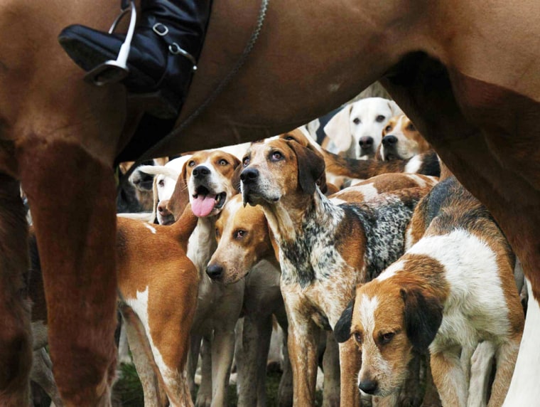 Hounds watch and wait for the start of their fox hunt by their master at the Sinnington Hunt Meet near Malton in North Yorkshire, on Wednesday.